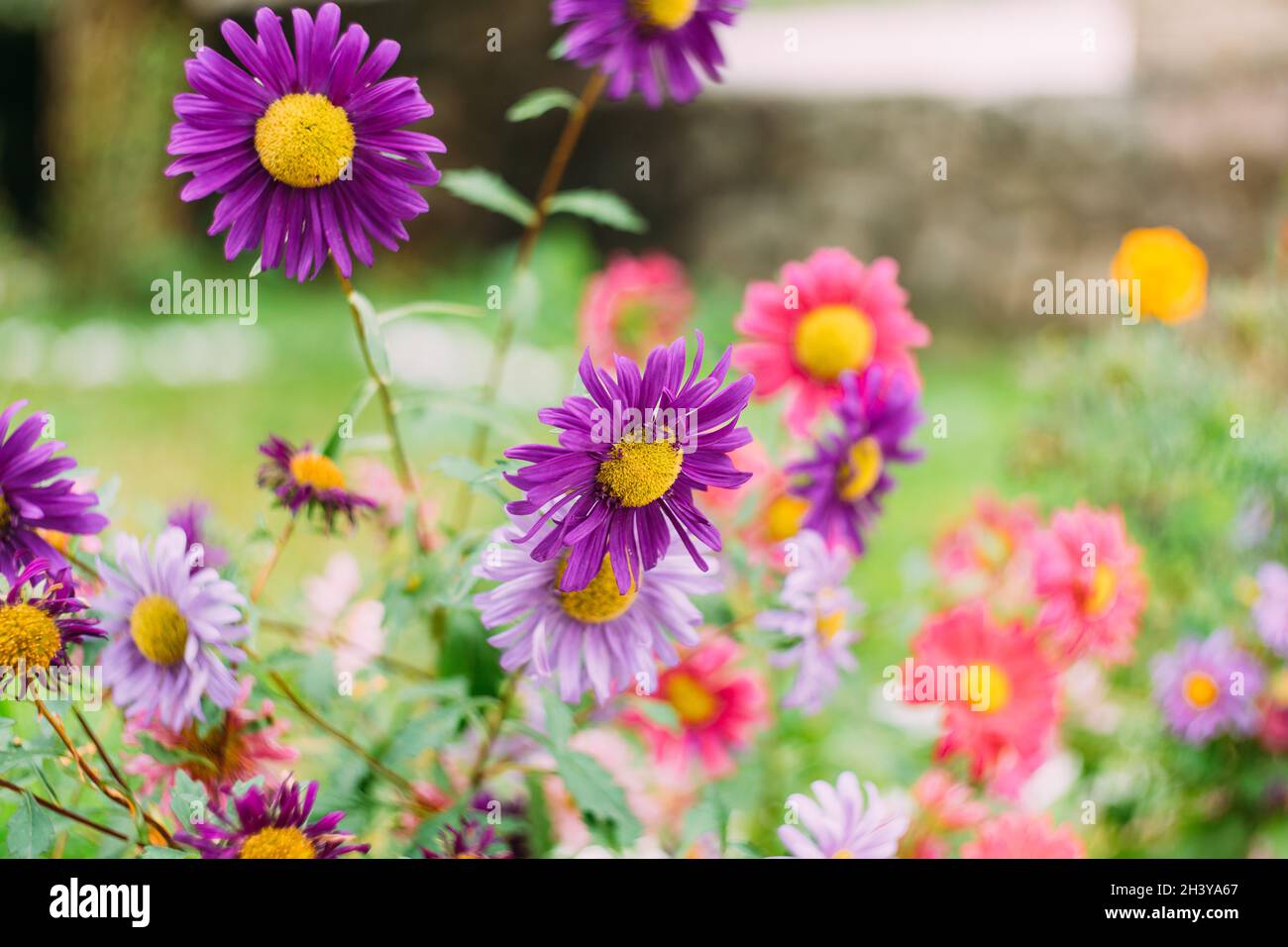 Chrysanthemums of purple color close-up - garden flowers in a flowerbed. Stock Photo