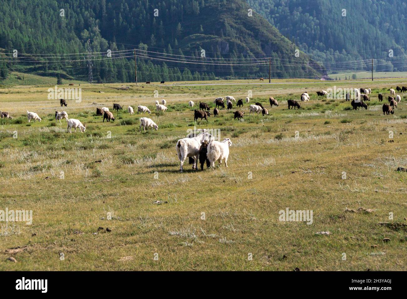 A large flock of sheep grazes in a valley with vegetation scorched by the bright sun. Power lines in mountainous areas. Stock Photo