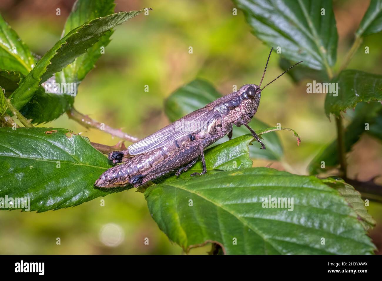 Olive-green Swamp Grasshopper (Paroxya clavuligera) resting on a leaf. Raleigh, North Carolina. Stock Photo