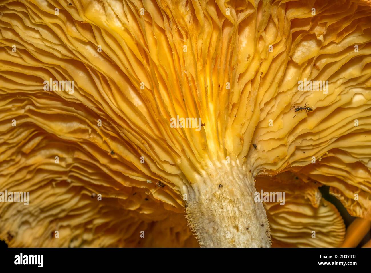 Closeup up view underneath a gilled mushroom, with an ant crawling across. Good for a background. Stock Photo