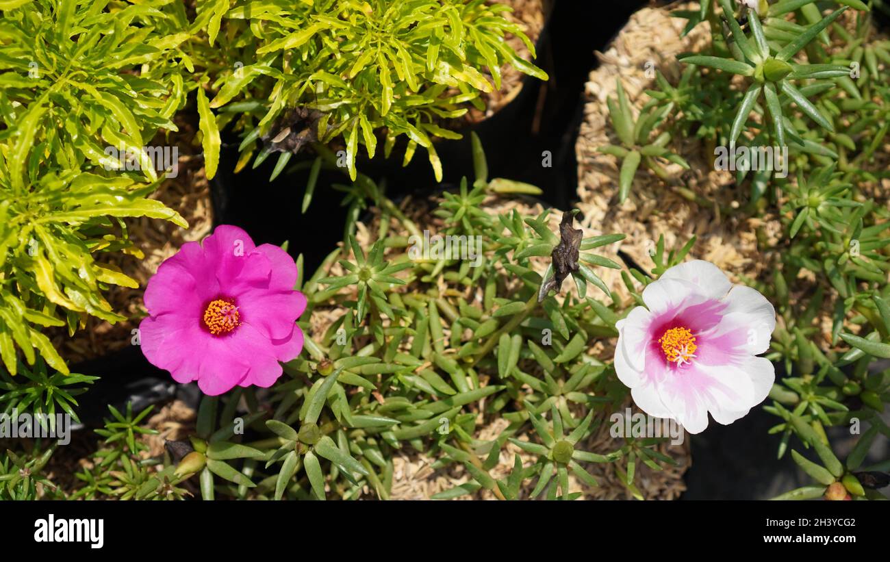 Colorful flowers in the garden Stock Photo - Alamy