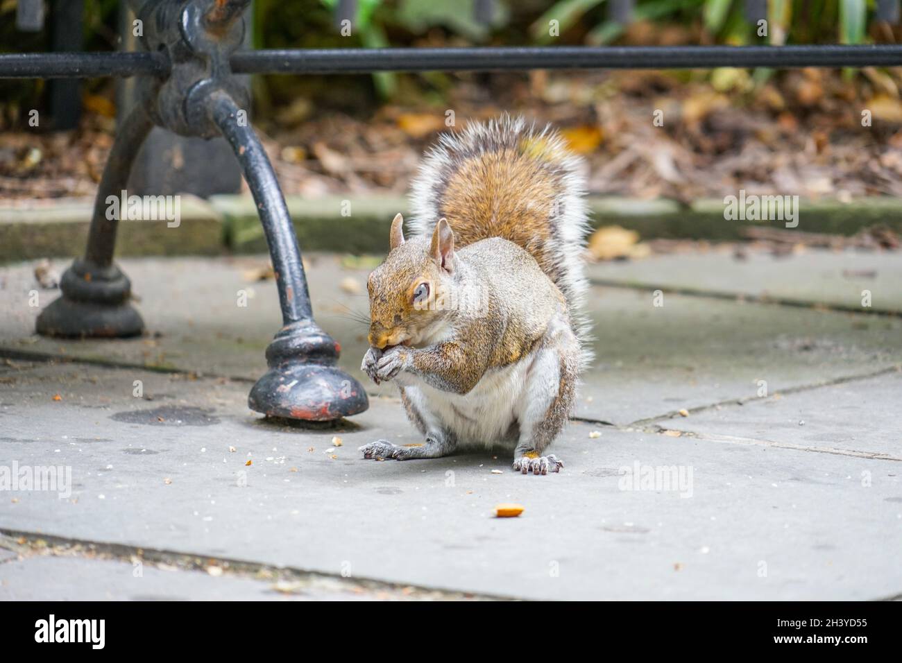 Squirrels eating acorns Stock Photo Alamy