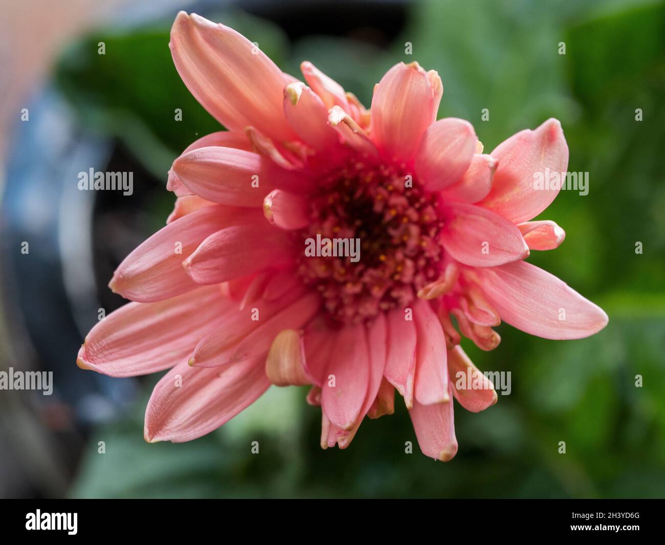 Delightful blush pink Gerbera Daisy flower opening, petal details front perspective, Australian