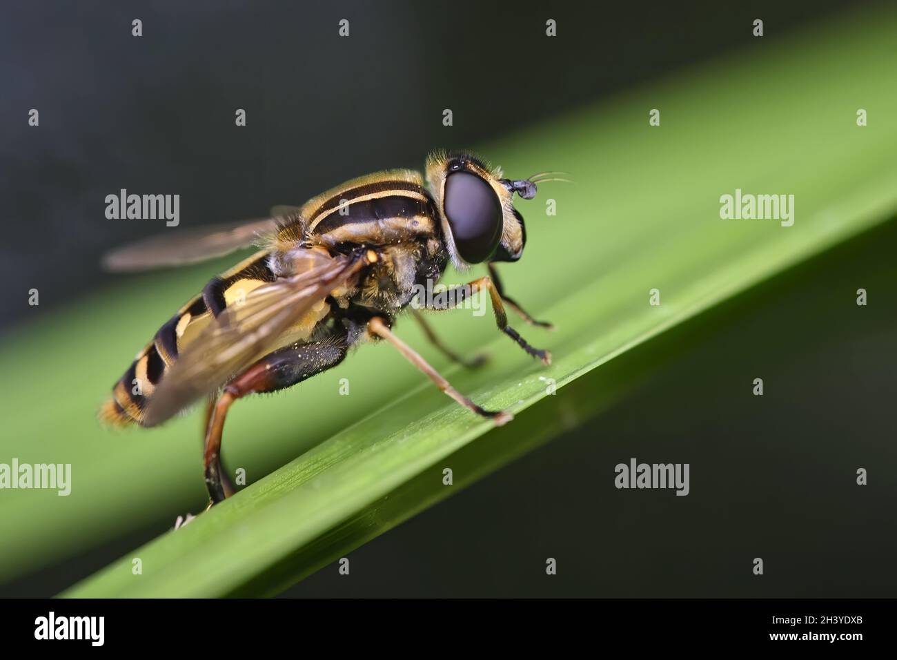 Common marsh hover fly ( Helophilus pendulus ). Stock Photo