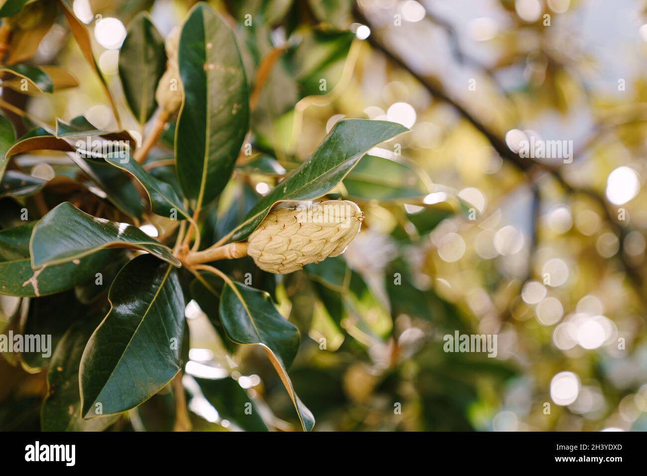 Close-up of the fruit of the pine cone magnolia leaflet on the branches in the green leaves. Stock Photo