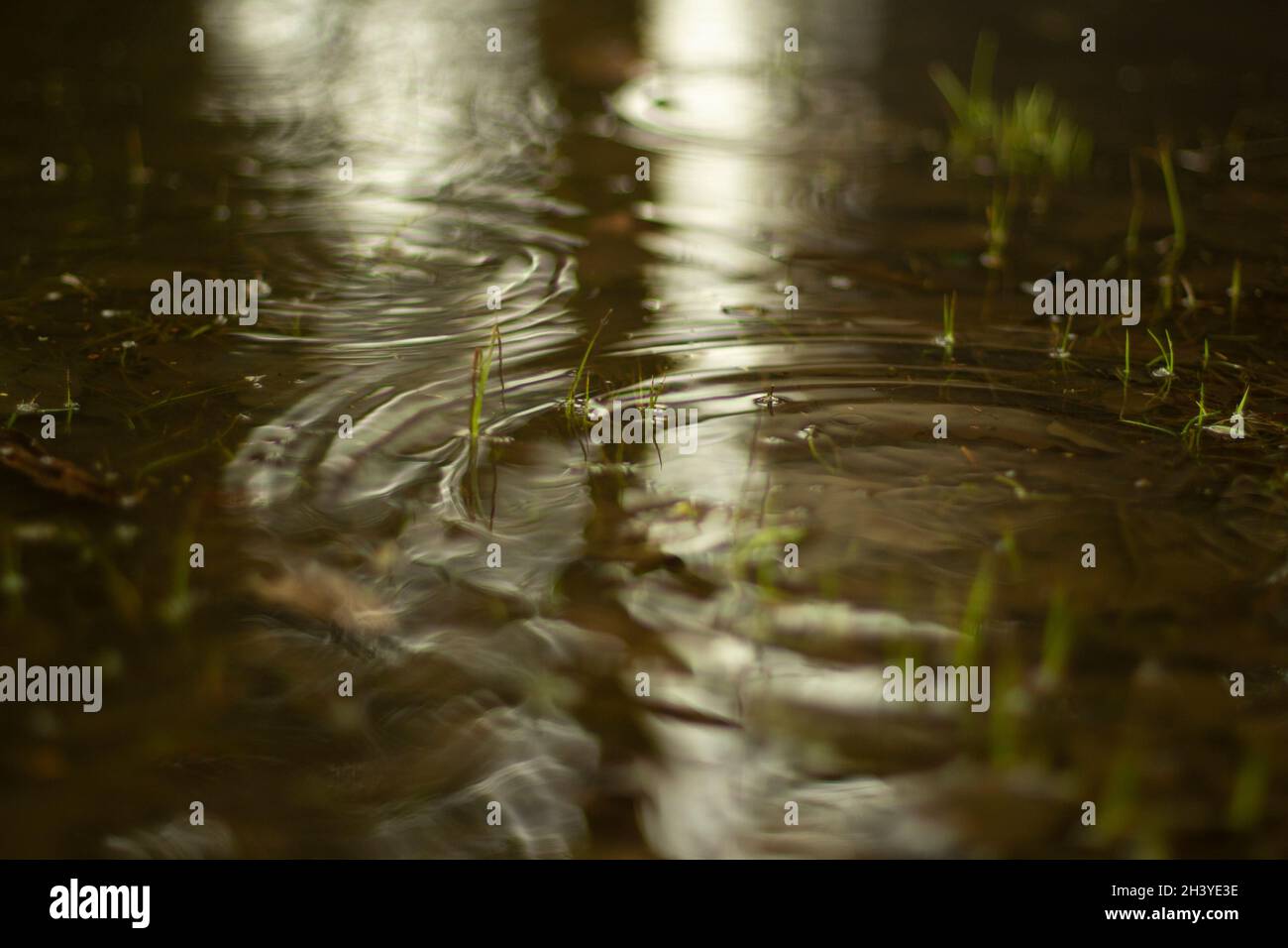 Puddle in spring. Circles on the water. The surface of the water after ...