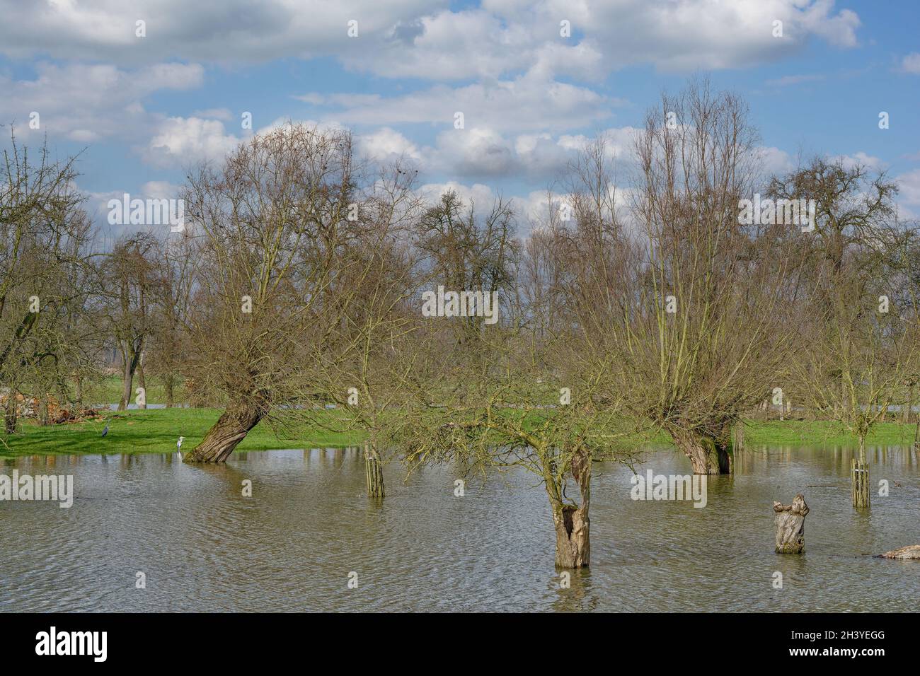 Flood at Rhine River in Urdenbacher Kaempe,Dusseldorf,North Rhine Westphalia,Germany Stock Photo