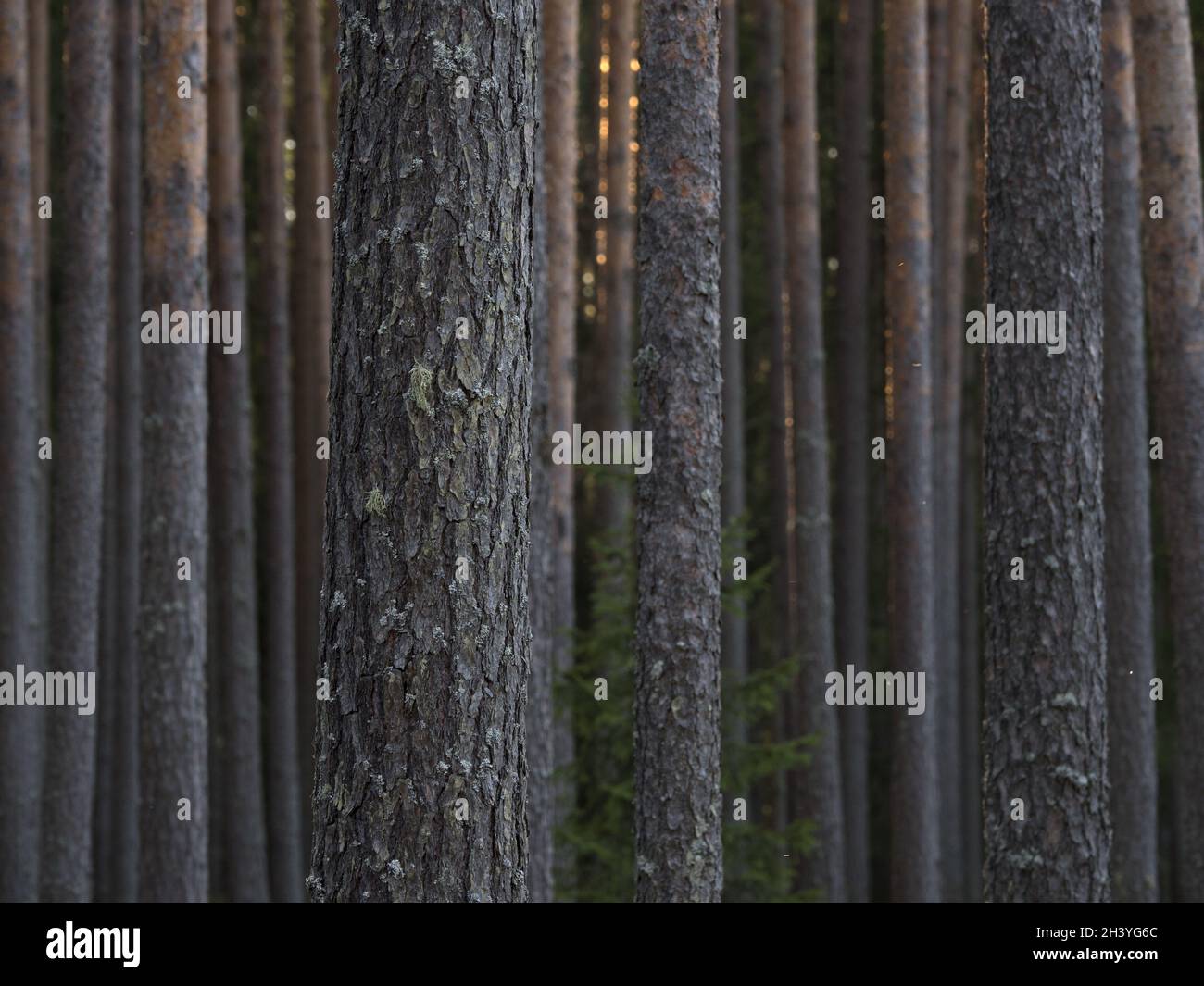 Pine spruce forest sunlight hi-res stock photography and images - Alamy