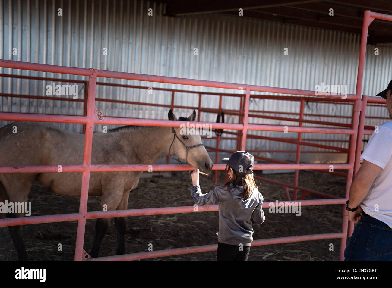 cattle and horses feeding Stock Photo Alamy