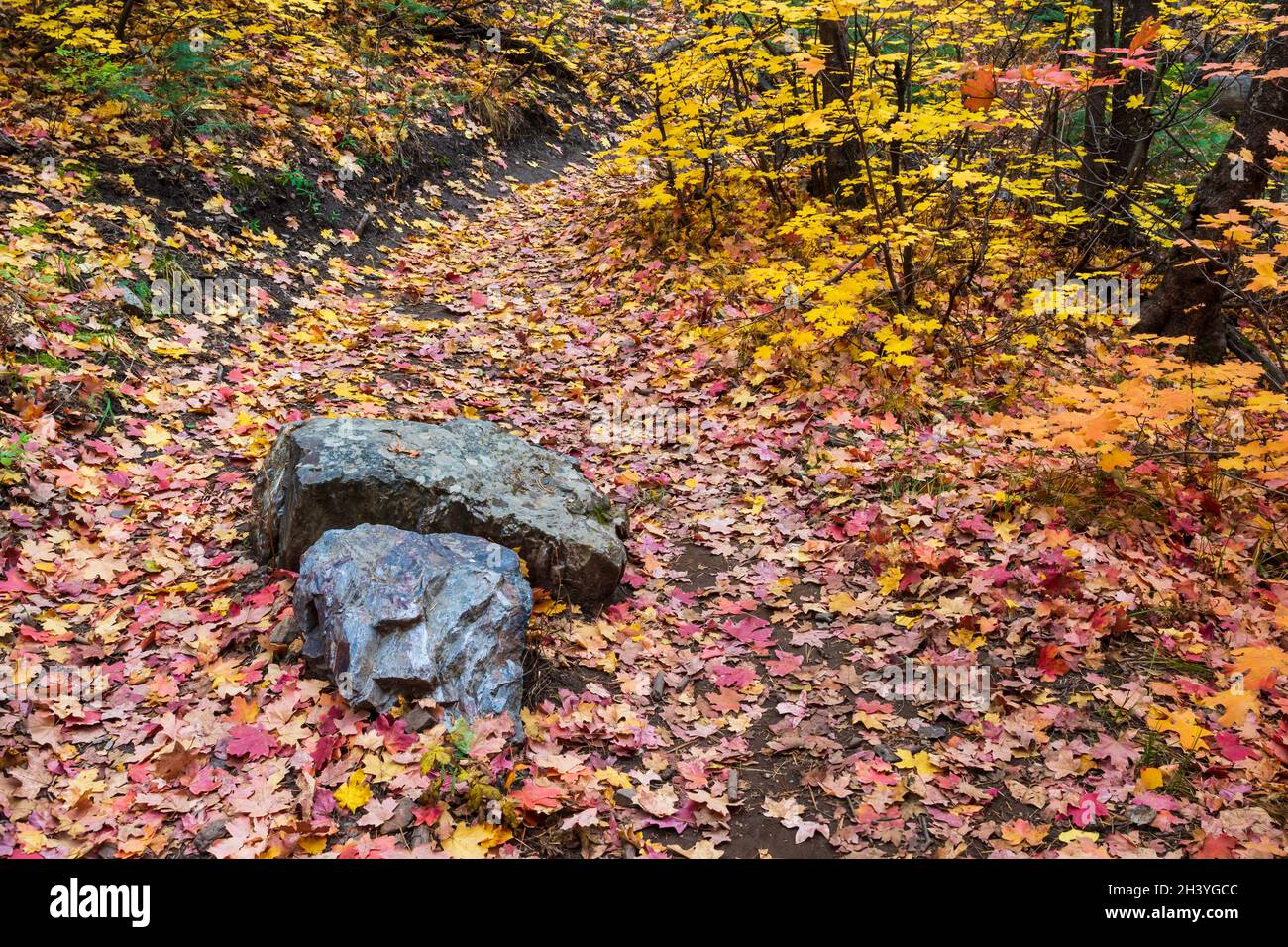 Colorful fall leaves cover a forest path Stock Photo
