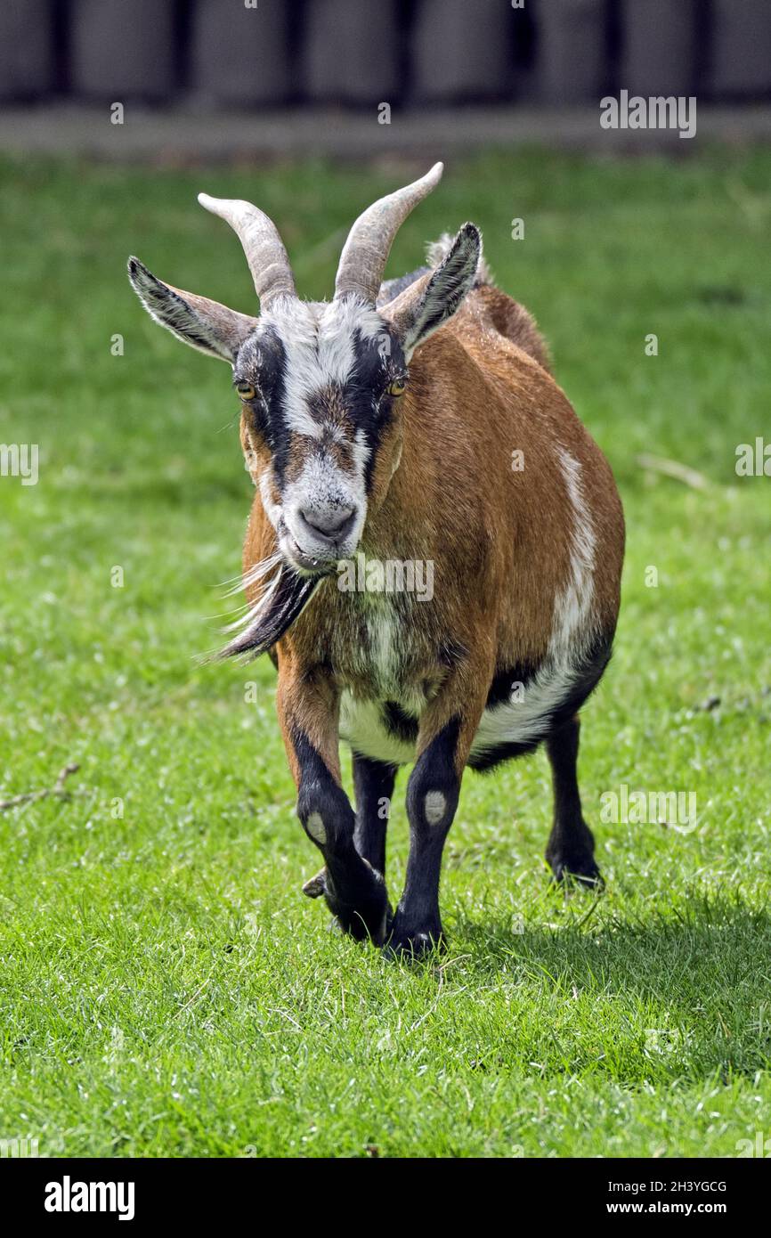 West African pygmy goat (Capra aegagrus hircus Stock Photo - Alamy