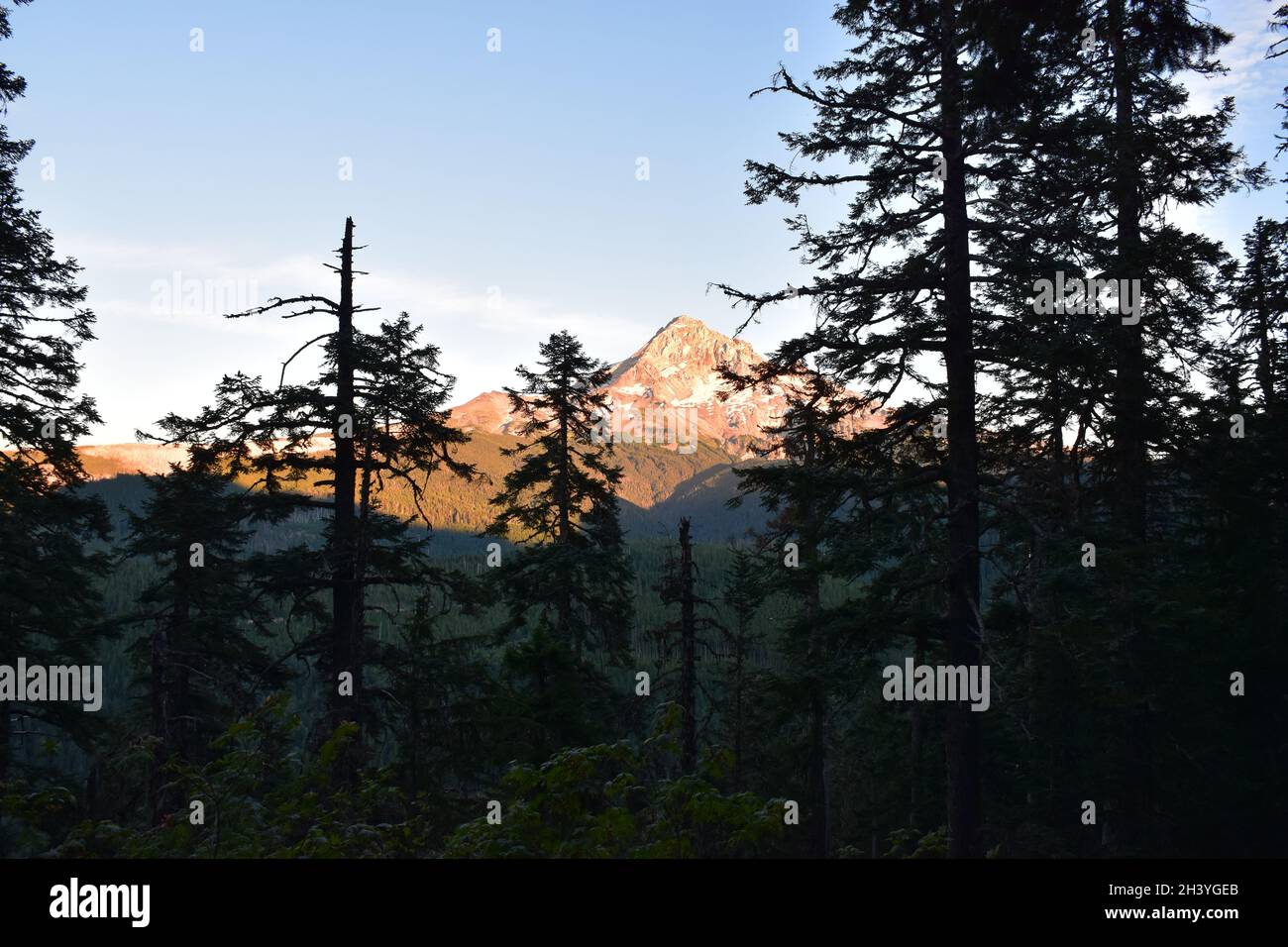 Mt Hood National Forest hike on trail #2000 from Lolo Pass and the ...