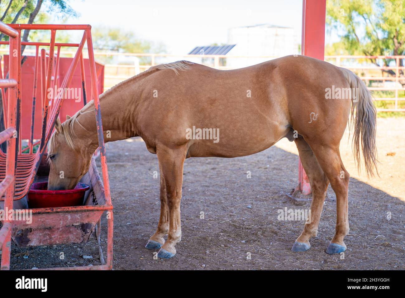 cattle and horses feeding Stock Photo Alamy