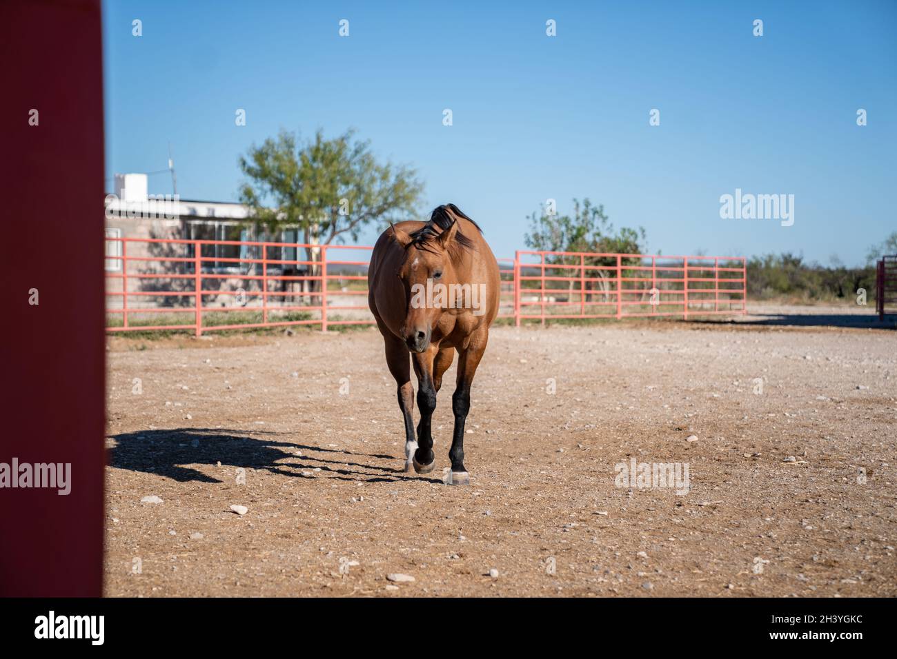 cattle and horses feeding Stock Photo Alamy