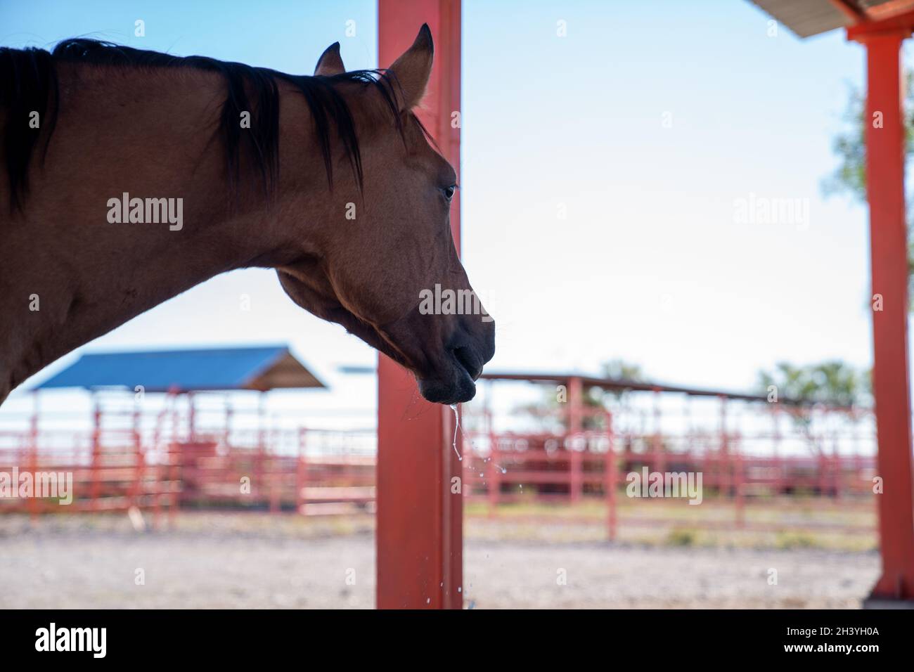 cattle and horses feeding Stock Photo Alamy