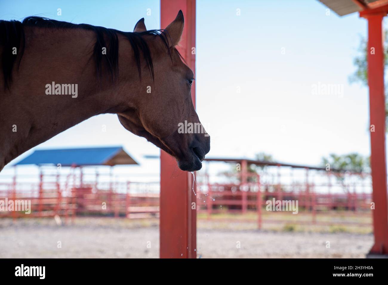 cattle and horses feeding Stock Photo