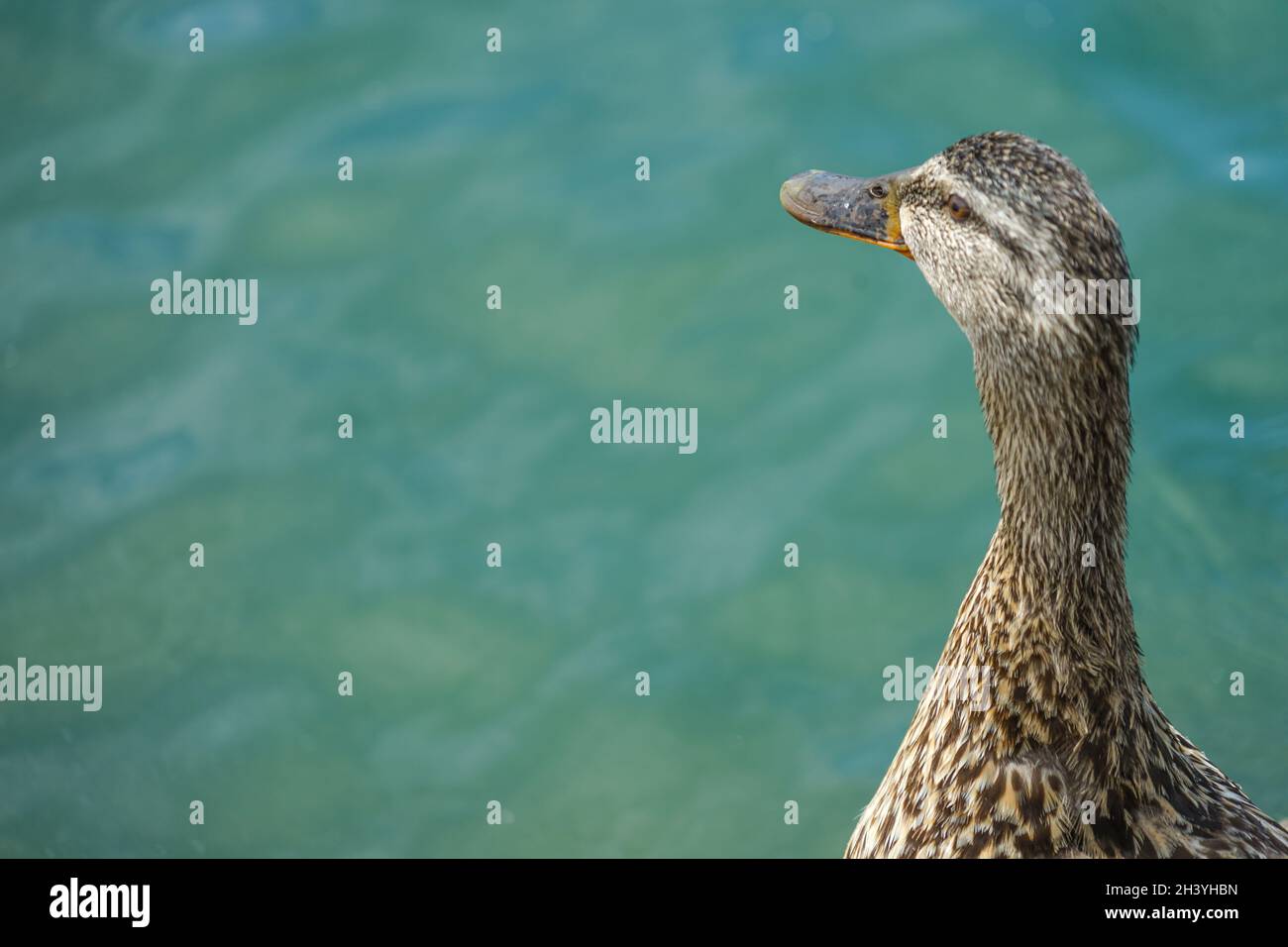 Image of duck hi-res stock photography and images - Alamy