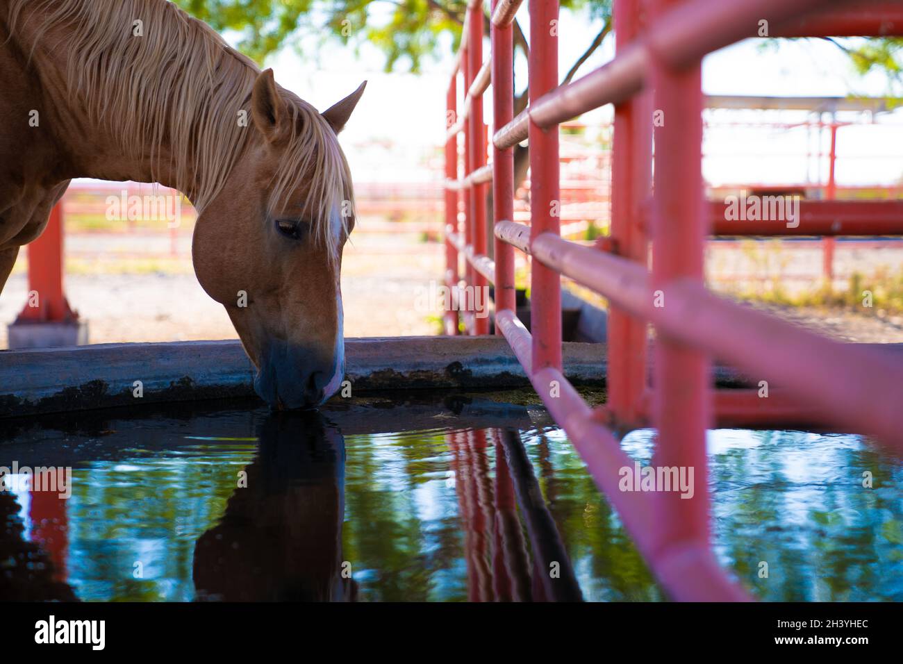 cattle and horses feeding Stock Photo Alamy