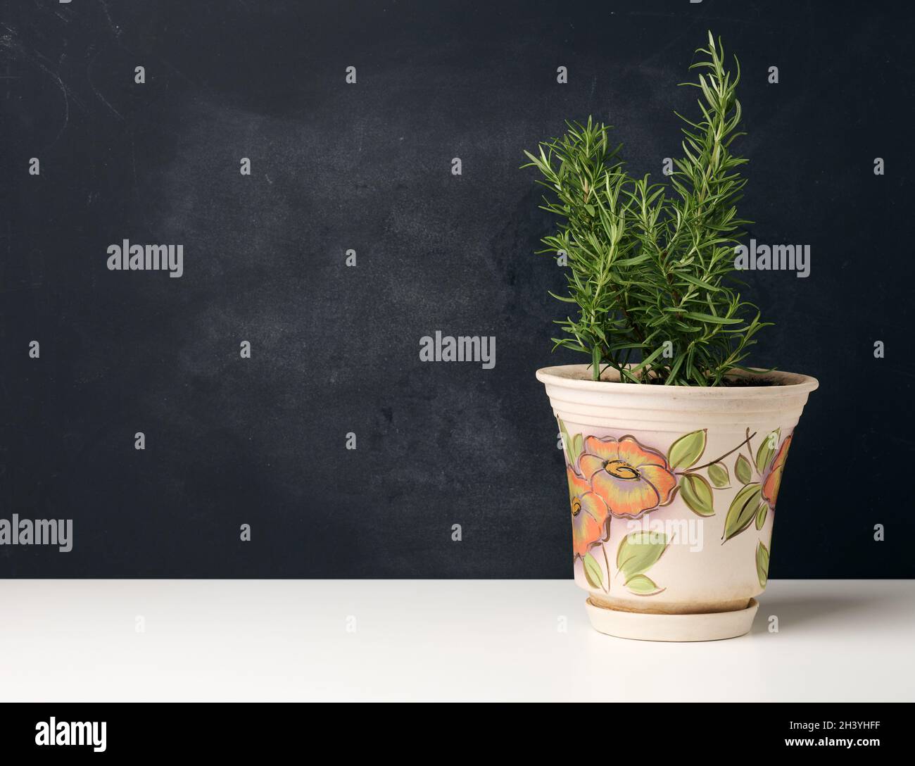 Growing rosemary bush in ceramic pot on white table, black background Stock Photo