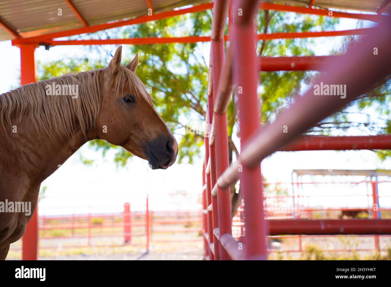 cattle and horses feeding Stock Photo Alamy