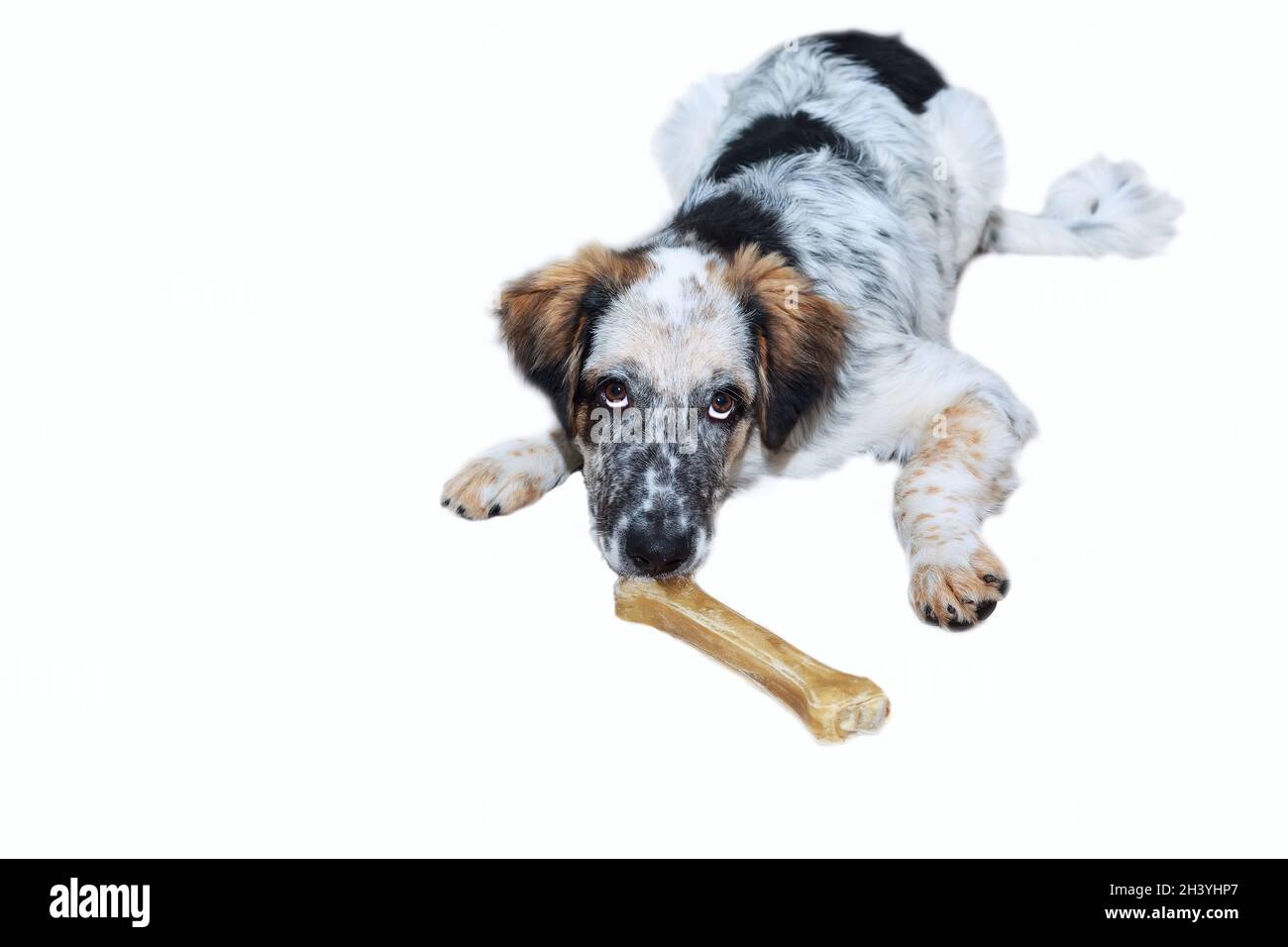 Dog with bone isolated on white background Stock Photo Alamy