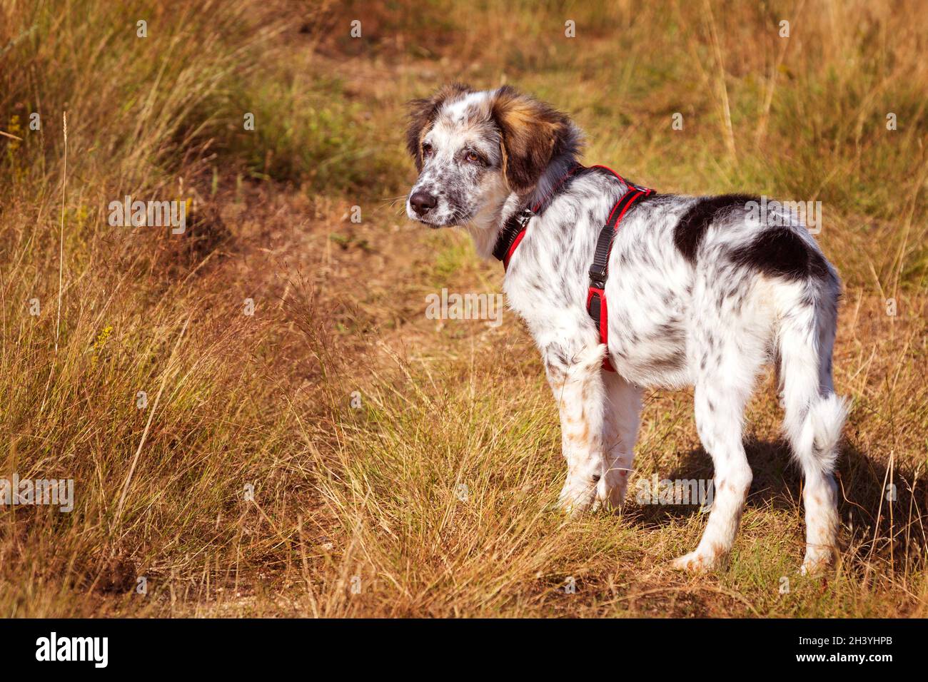 Puppy dog standing in yellow grass Stock Photo - Alamy