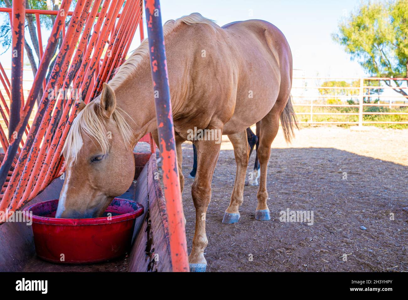 cattle and horses feeding Stock Photo