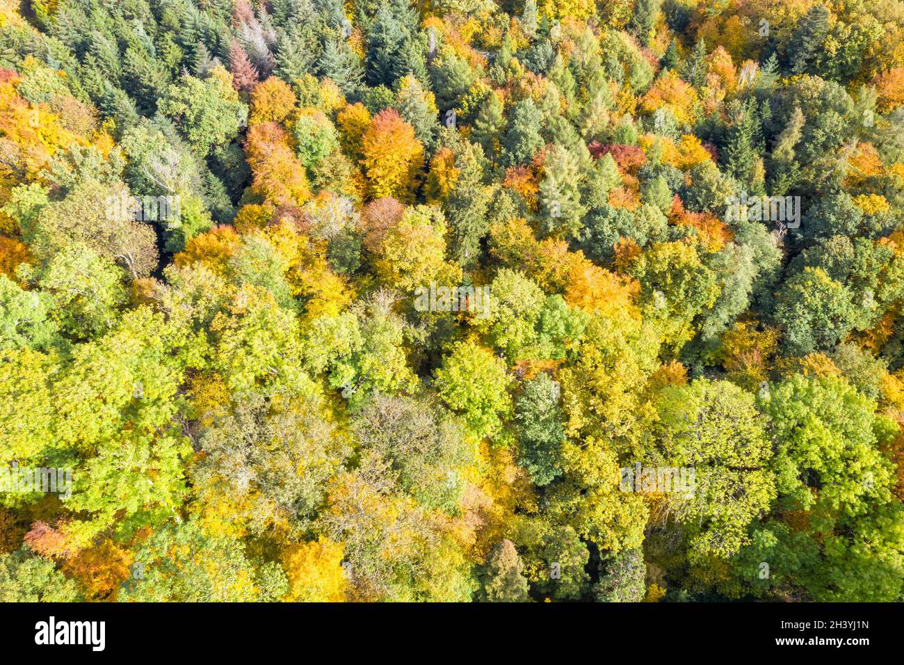 Aerial photo autumn leaves hi-res stock photography and images - Alamy