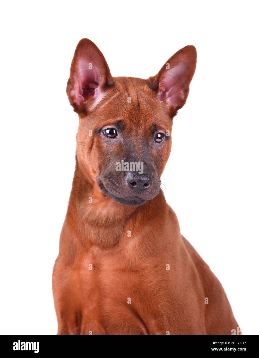 Red nose retriever hi-res stock photography and images - Alamy