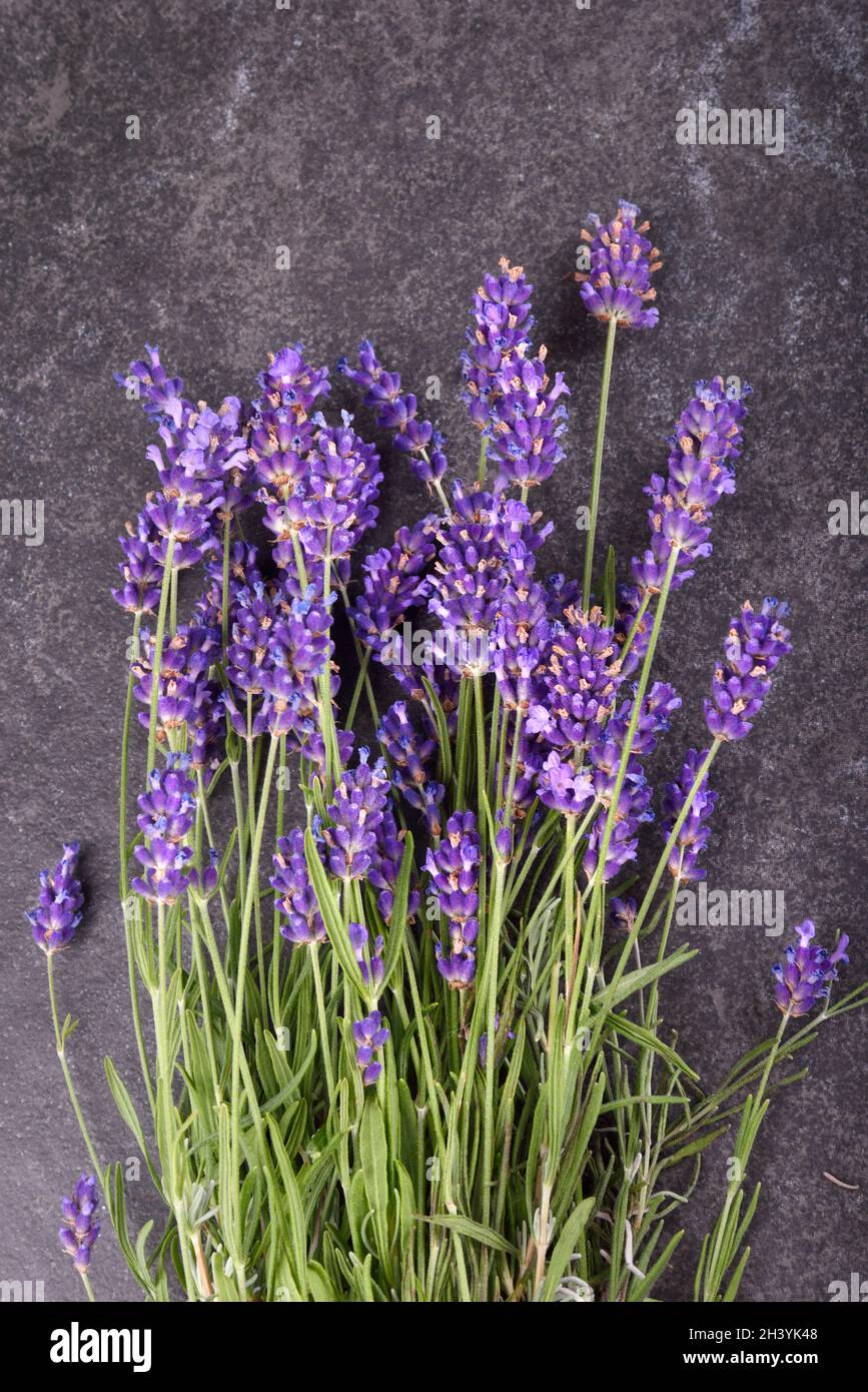 Fresh lavender flowers Stock Photo Alamy