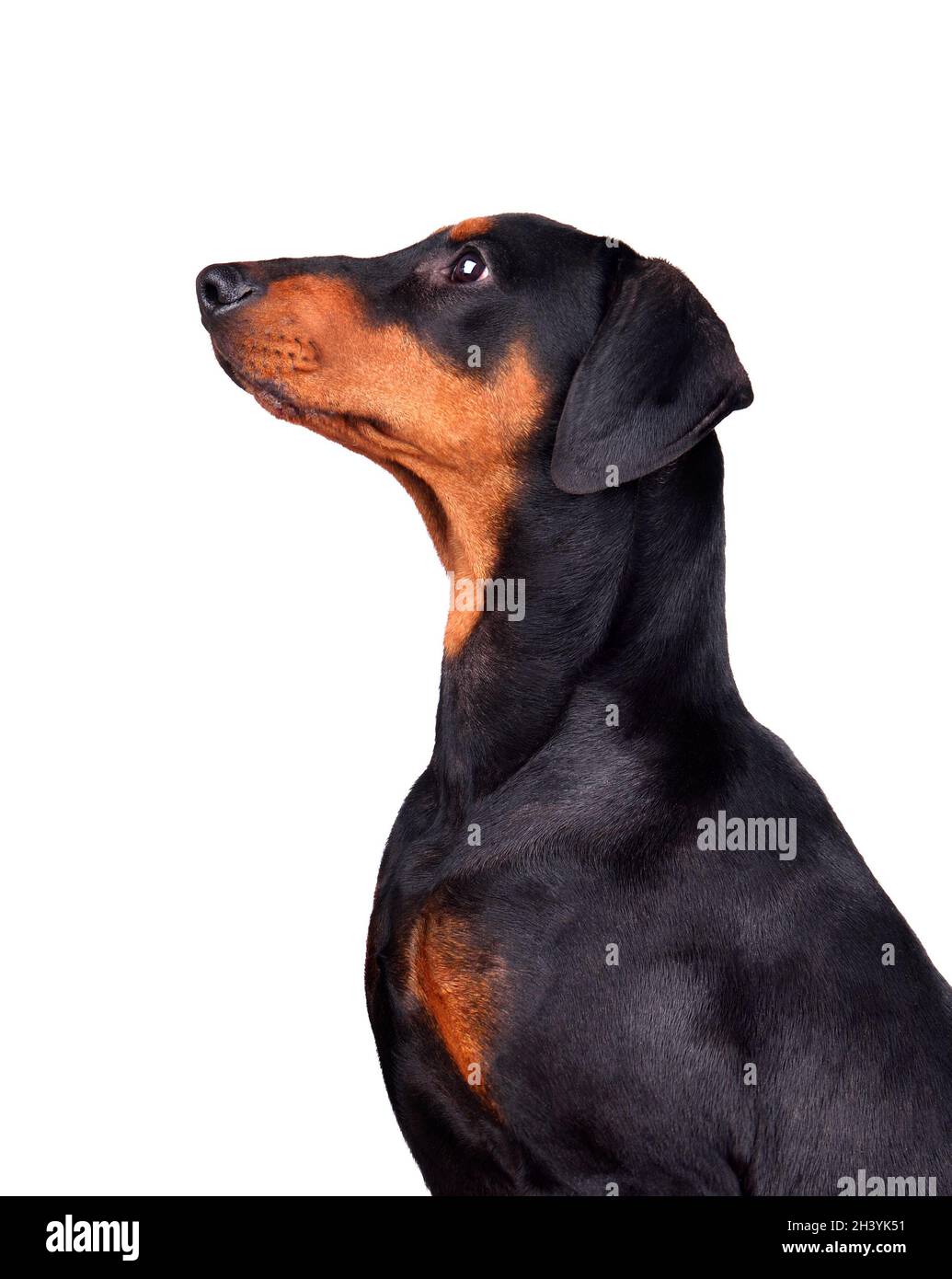 Portrait of Doberman Pinscher puppy Stock Photo