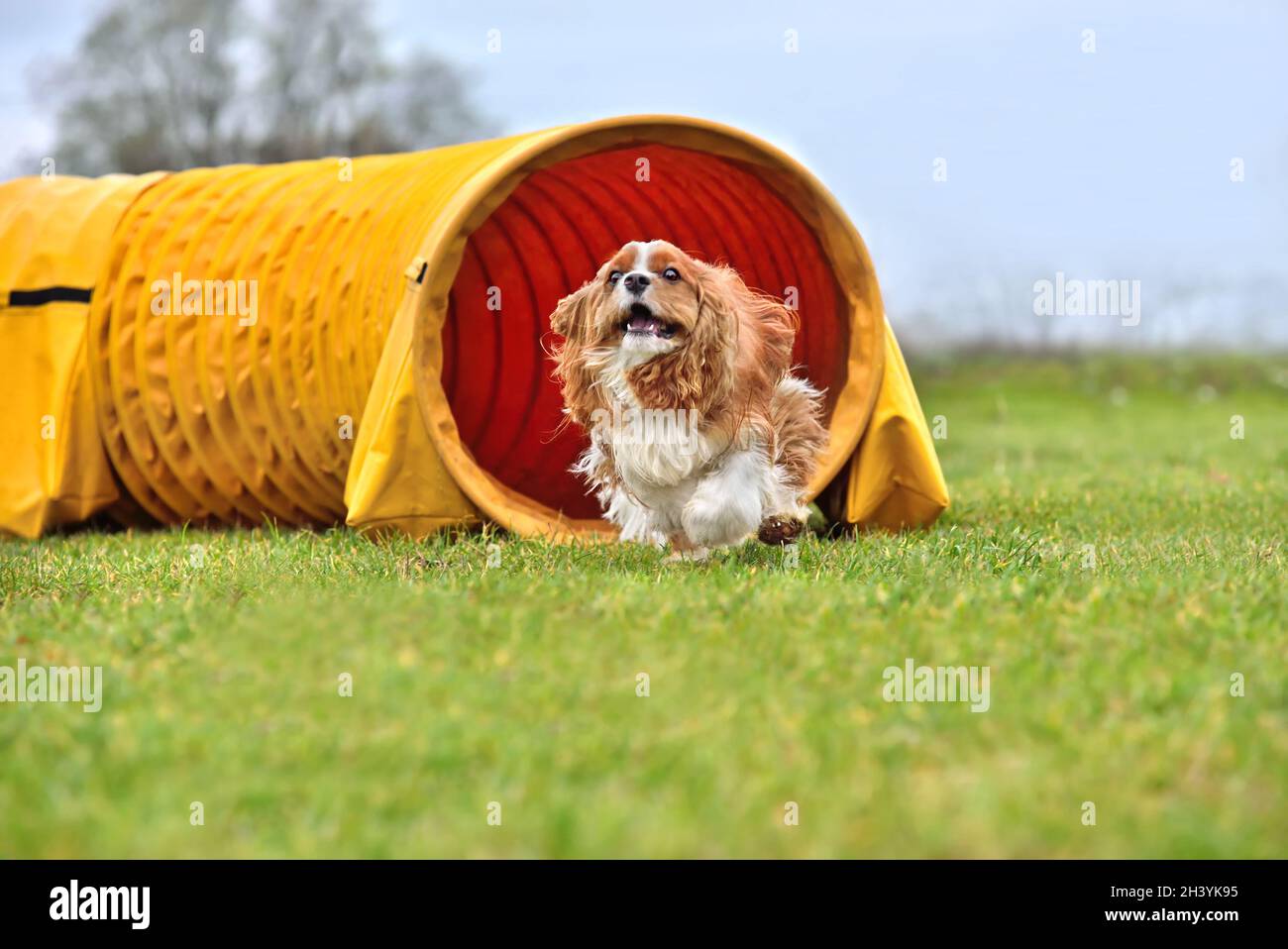 Dog runs through agility tunnel Stock Photo Alamy