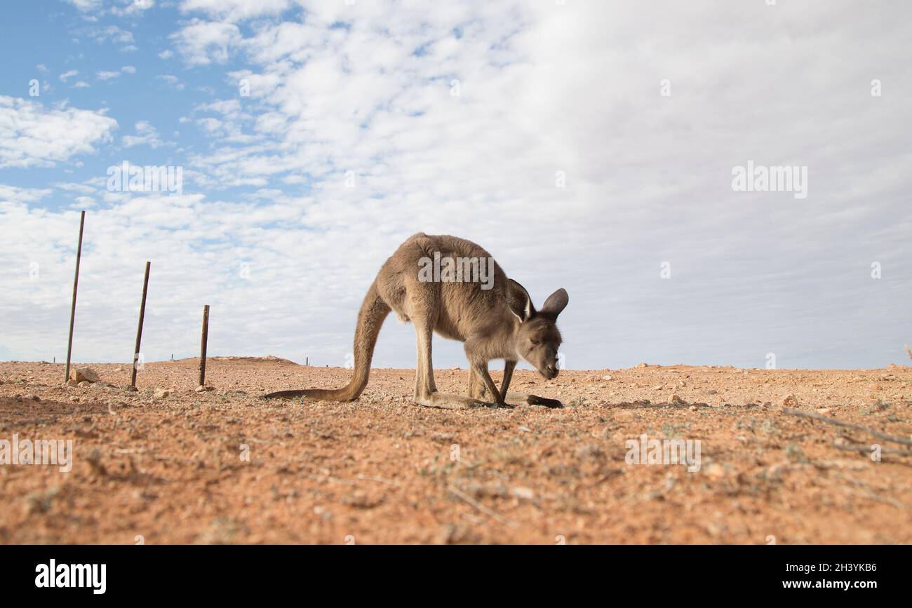 A kangaroo in outback Australia looks for food in the parched desert landscape badly effected by drought and climate change . Stock Photo