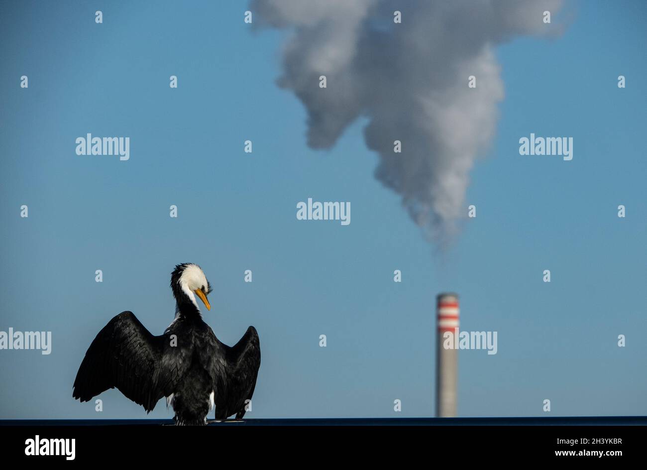 A cormorant spreads its wings as a power station chimney releases gases, in Melbourne Australia . Stock Photo