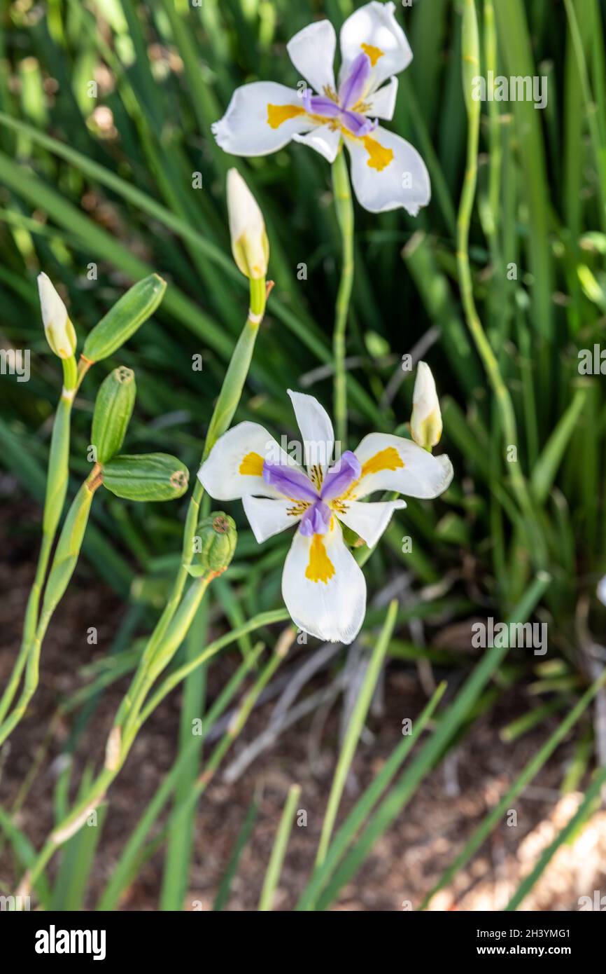 Dietes grandiflora, the large wild iris, African iris or fairy iris flowering in Sydney