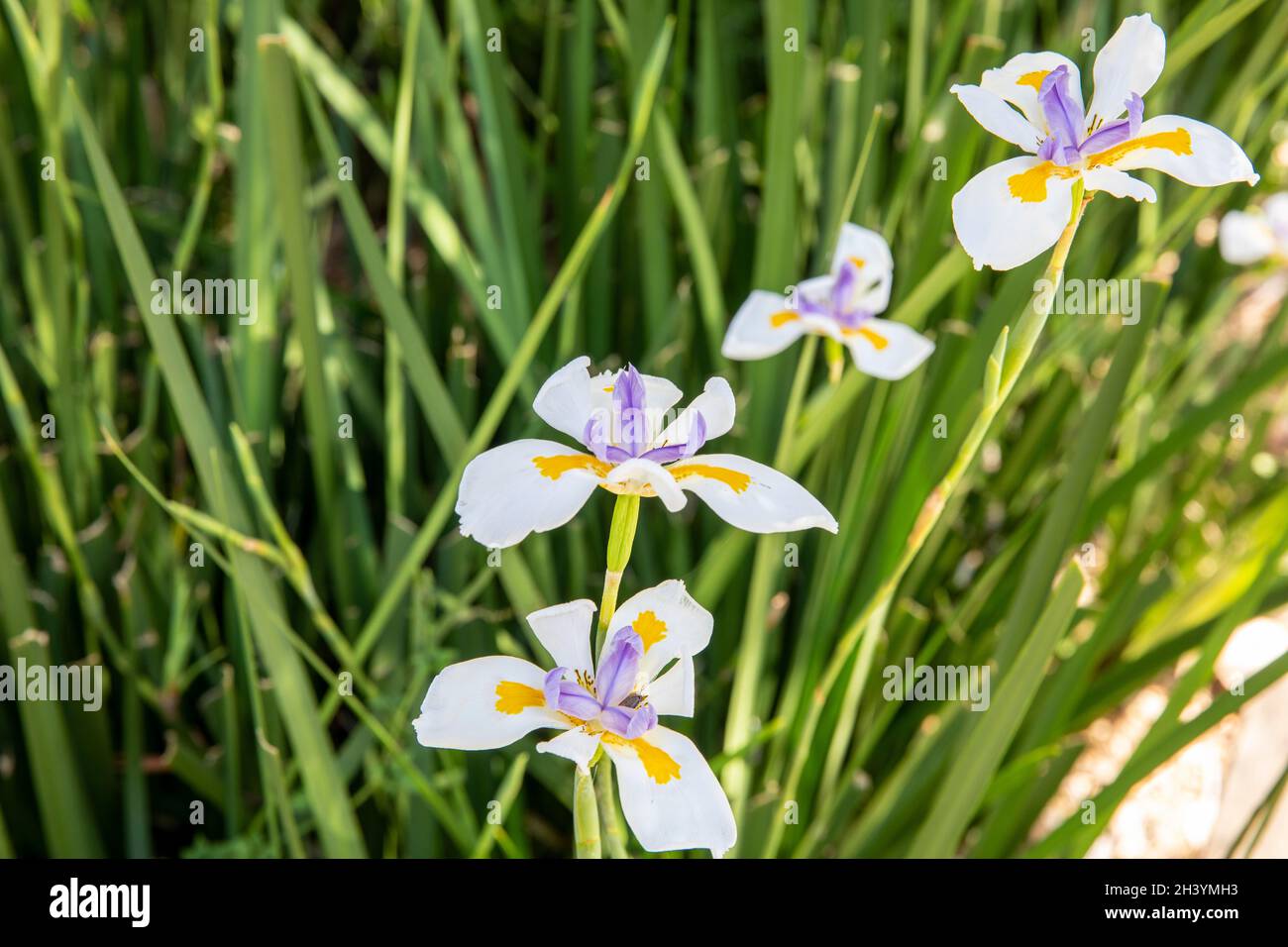 Dietes grandiflora, the large wild iris, African iris or fairy iris