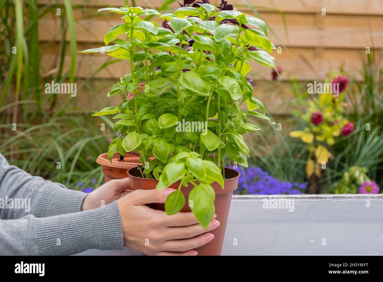 Basil transplant. Growing basil in your home garden Stock Photo Alamy
