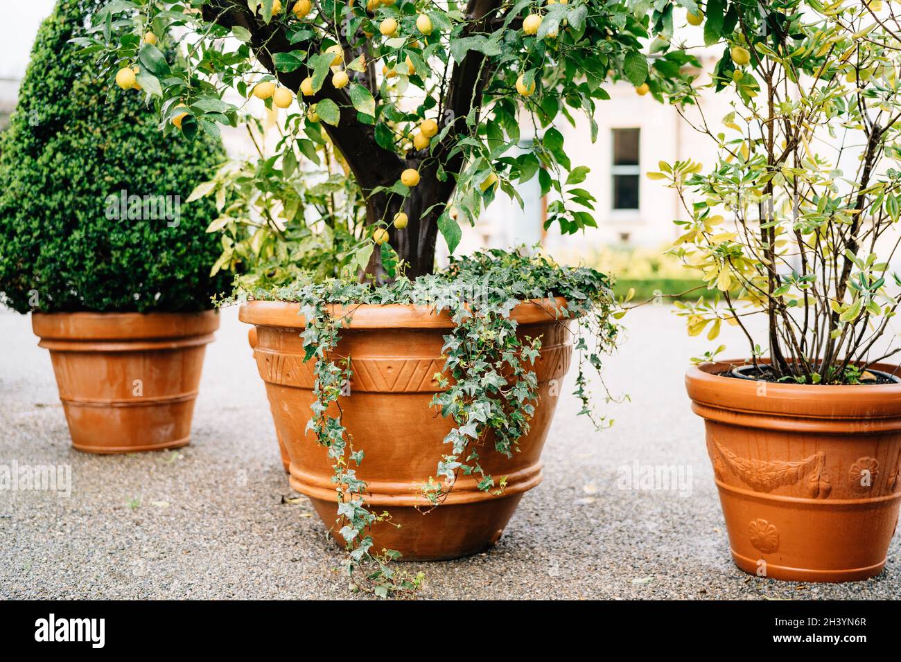 Large outdoor brown flower pots with decorative lemon and boxwood on the asphalt outside the house. Stock Photo