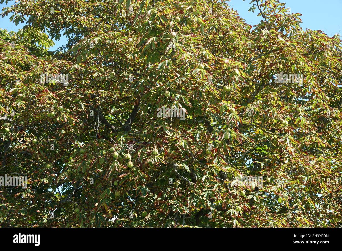 Aesculus hippocastanum, horse chestnut, leaf necrosis Stock Photo