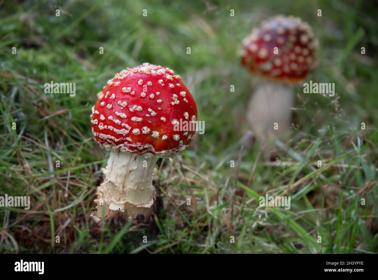 A close up of a fly agaric, Amanita muscaria, mushroom. It has a distinctive red cap with white spots and is a poisonous fungi species Stock Photo