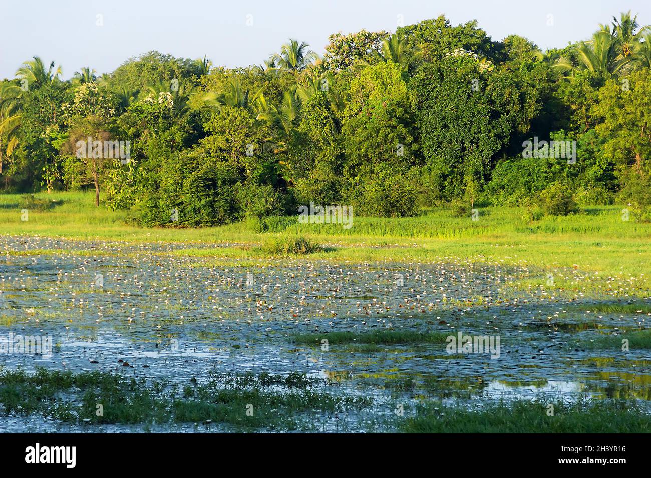 Low-lying swamps among coastal rain forests Stock Photo