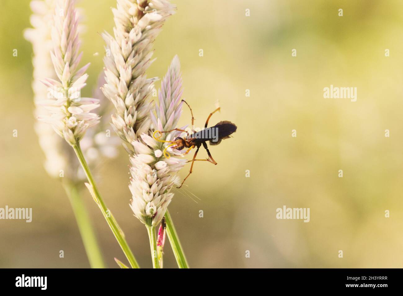 Beautiful ears of grain and ichneumon Stock Photo