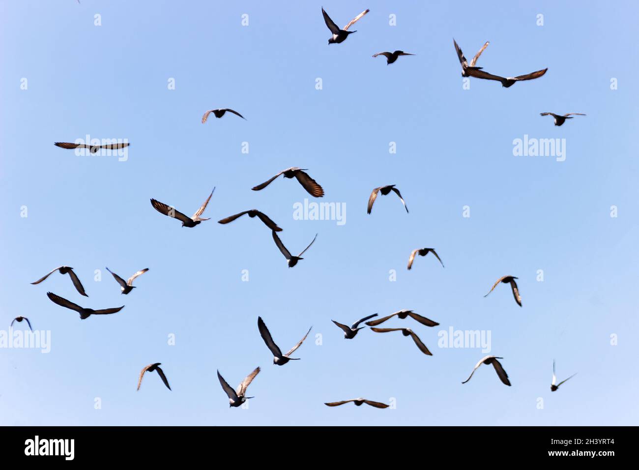 Flock of pigeons is circling in the air Stock Photo Alamy