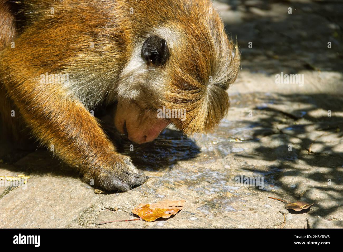 Macaque tries to lick the water Stock Photo