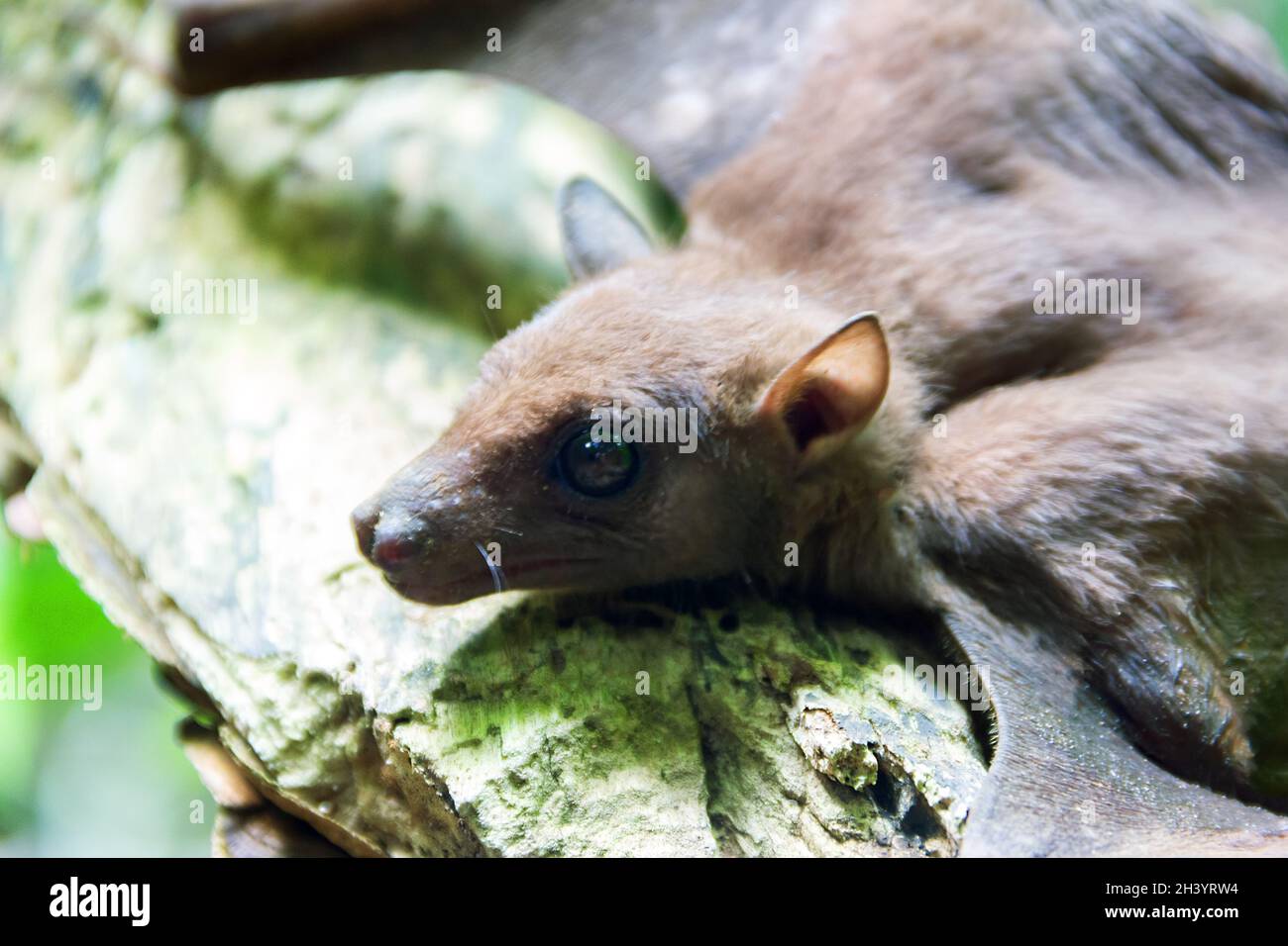 Bat portrait. Indian flying fox (Pteropus giganteus chinghaiensis) Stock Photo