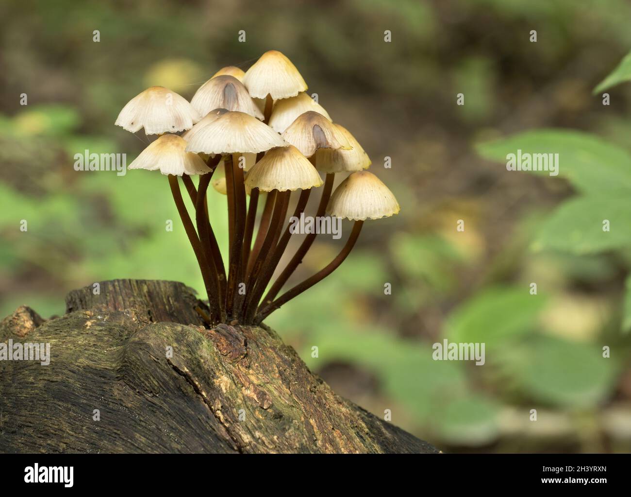 Mushrooms growing tree stump brown hi-res stock photography and images ...
