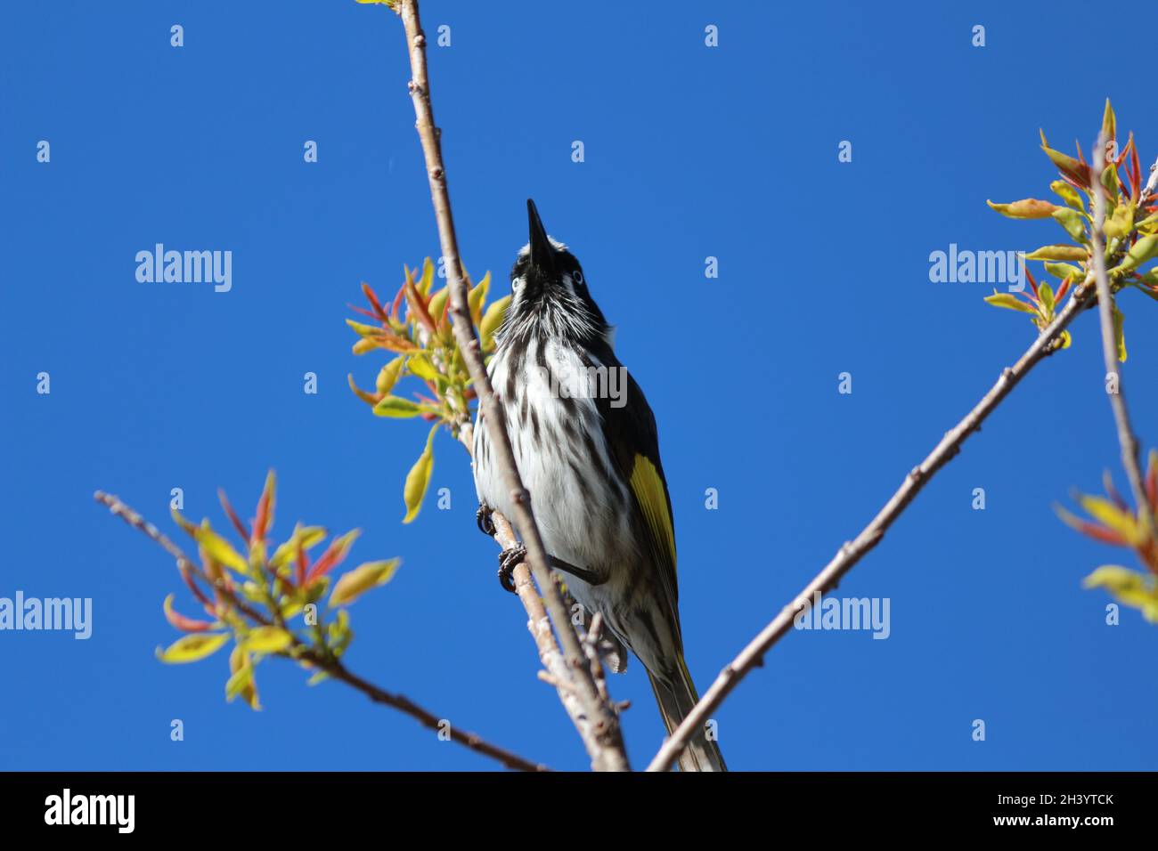 Bird out shines the blue sky Stock Photo