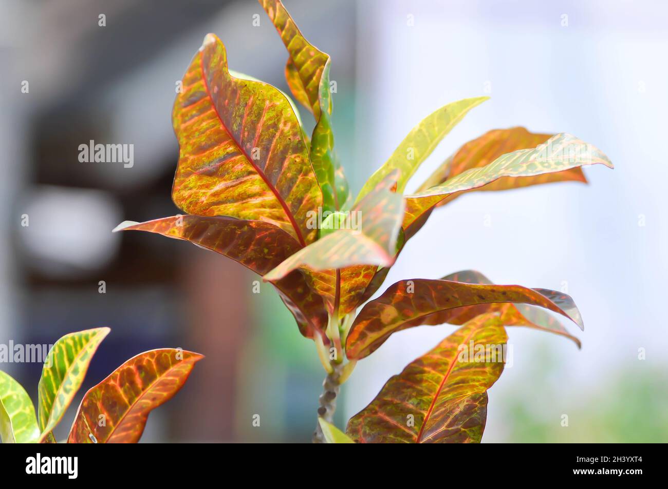 Codiaeum variegatium Blume or  Croton, Variegated Laurel or  Garden Croton plant Stock Photo