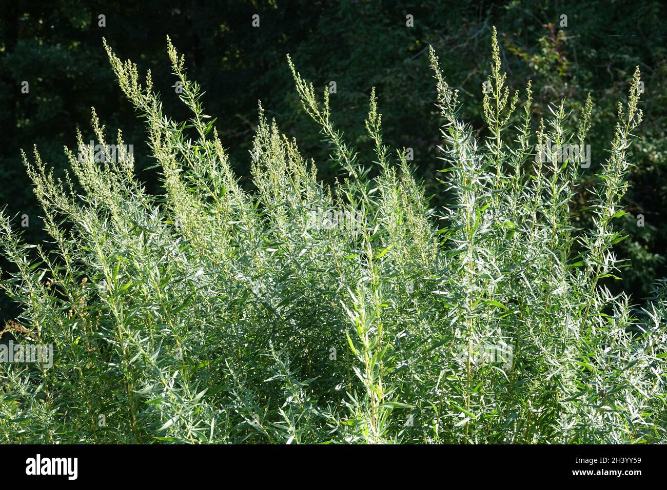 Artemisia dracunculus, tarragon Stock Photo Alamy