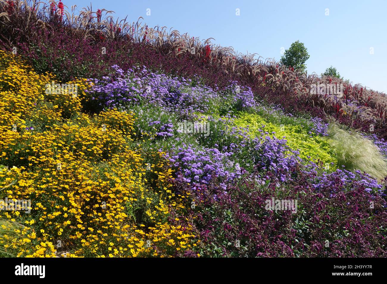 Ageratum houstonianum, bluemink Stock Photo